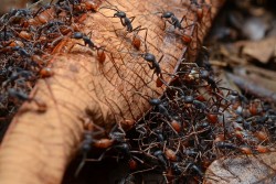 μυρμήγκια καταπολέμηση