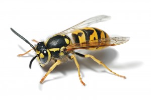 European_Wasp_-_Full_Body_Picture