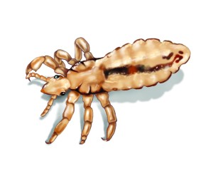 body-louse-illustration_1500x1200