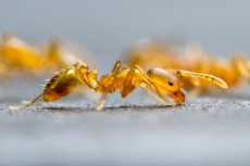 μυρμηγκι φαραω ξανθο μυρμηγκι