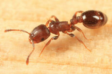 μυρμήγκι